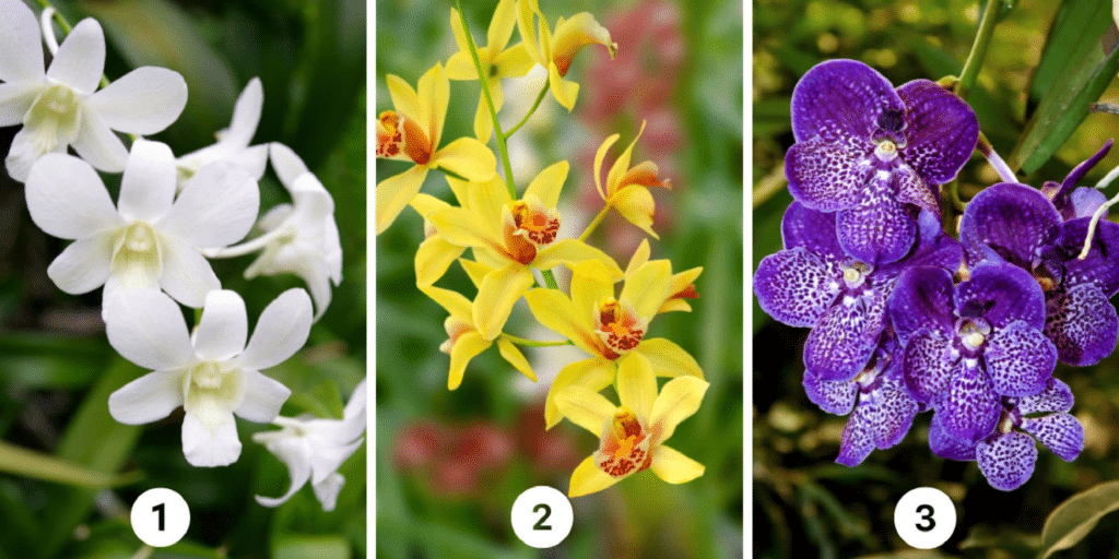 Persoonlijkheidstest: Kies een orchidee uit de 3 op de afbeelding en ontdek hoe deze jouw gevoel van eigenwaarde weerspiegelt!